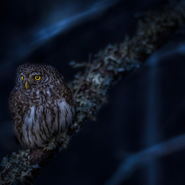 Night Owl
