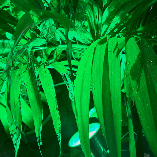 Da Jungle