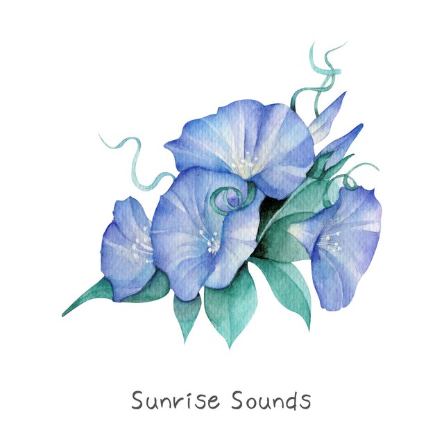 Sunrise Sounds