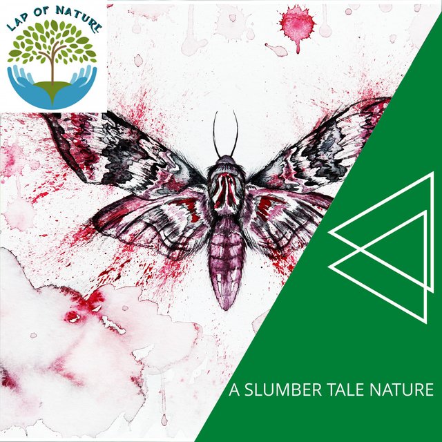 A Slumber Tale Nature