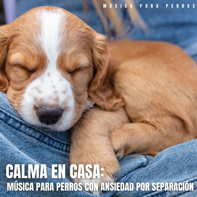 Calma En Casa - Música para Perros con Ansiedad por Separación