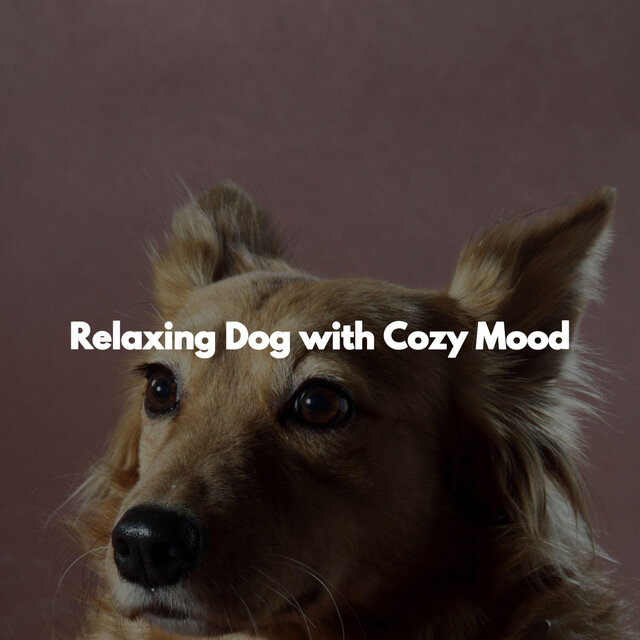 Relaxing Dog with Cozy Mood