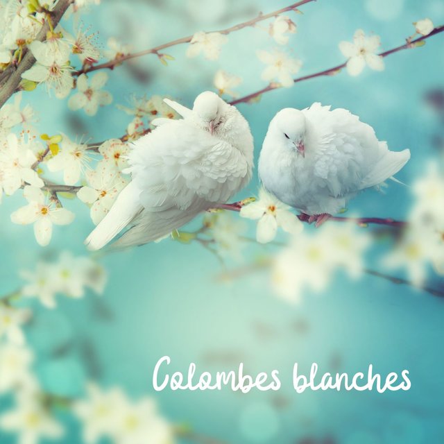 Colombes blanches