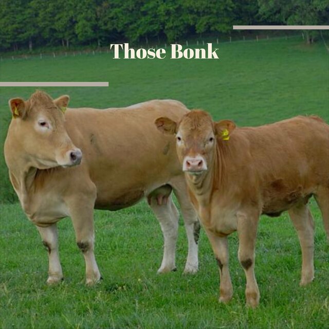 Those Bonk