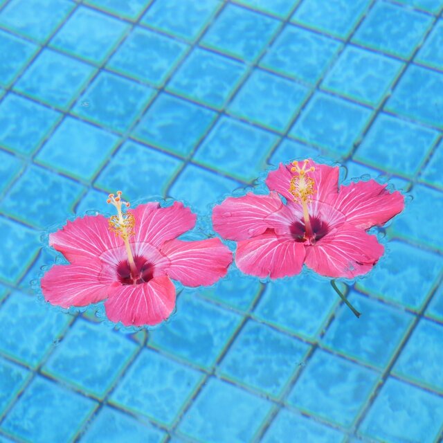 夏の夢