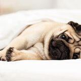 Pet Soothing Night Sounds