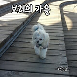 보리의 가을 Instrumental