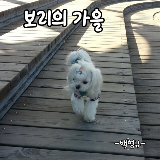 보리의 가을