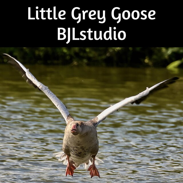 Little Grey Goose