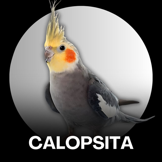Calopsita - Familia Adams