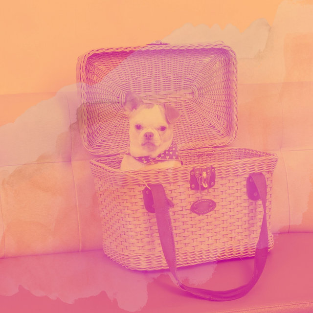 Ambiance for Anxious Puppies