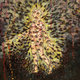 Cover art for album The Mother of Virtues by Pyrrhon