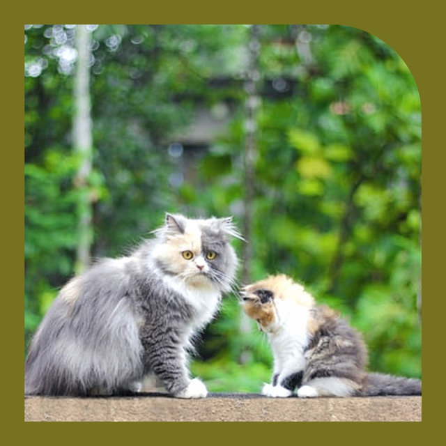 Tasteful Jazz Violin - Background for Unwinding Kittens