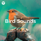Feathered Symphony