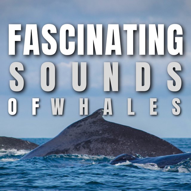 Fascinating Sounds of Whales