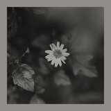 Fading Waltz