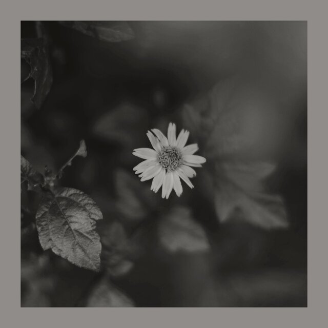 Fading Waltz