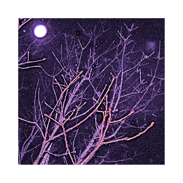 Winterwood Revealed (Live Vipers & Studio Doves)