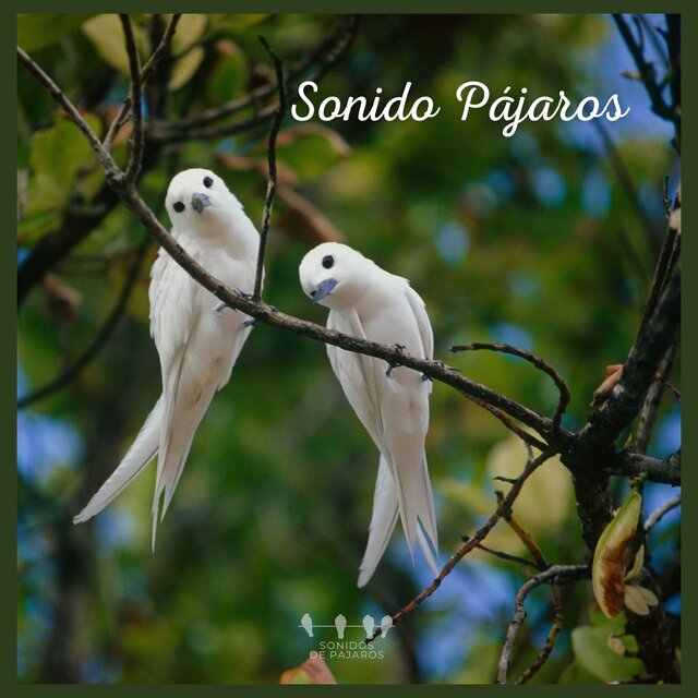 Sonido Pájaros