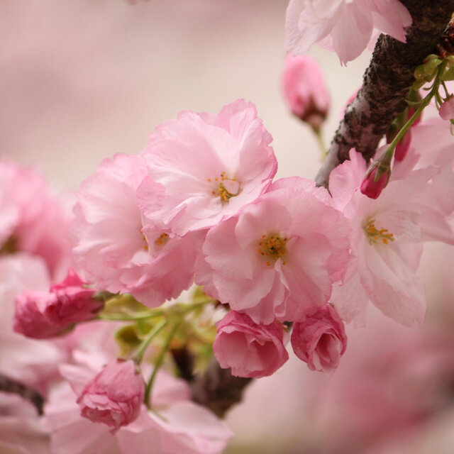 Peaceful Piano in a Blooming Garden | Relaxing Day Music for Study, Work, and Sleep