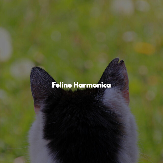 Feline Harmonica