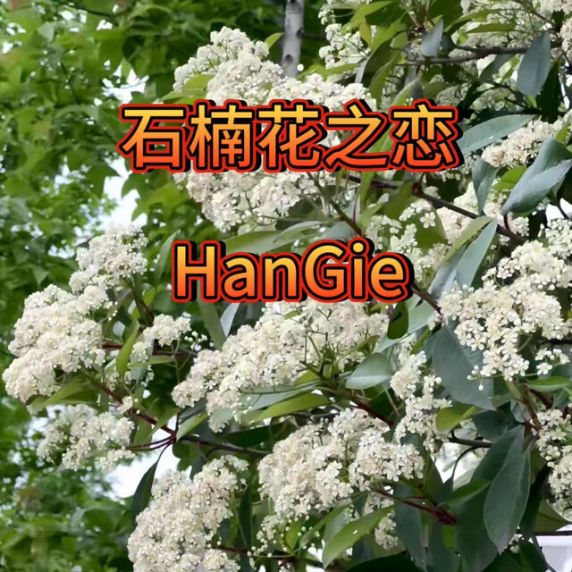 石楠花之恋