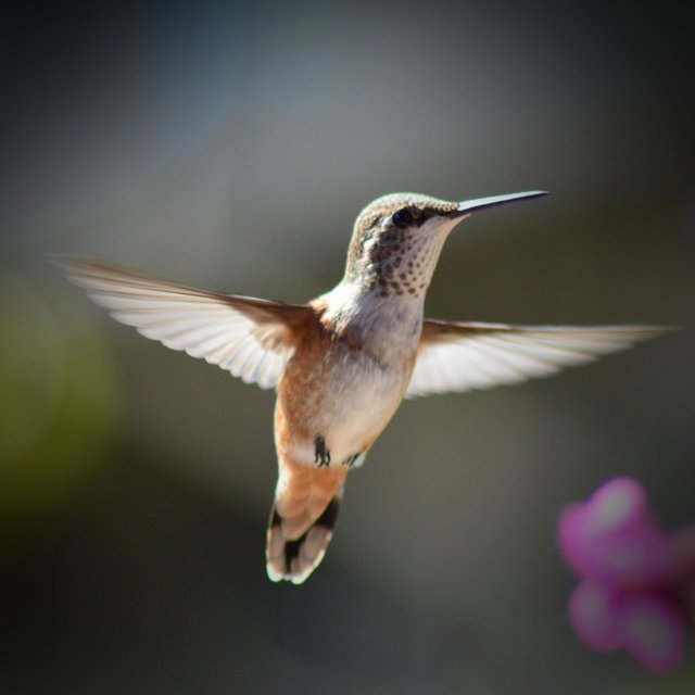 Peaceful Sound of Bird Singing for Anxiety Relief and Relaxation