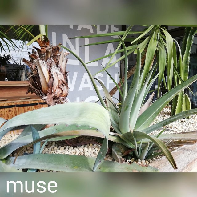 Muse