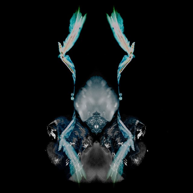 Thanatoid Butterfly
