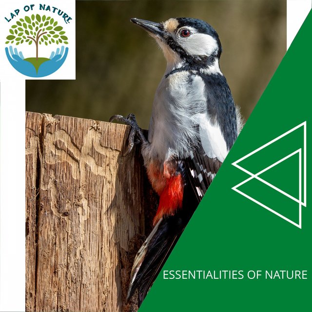 Essentialities of Nature