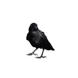 Crows Feet