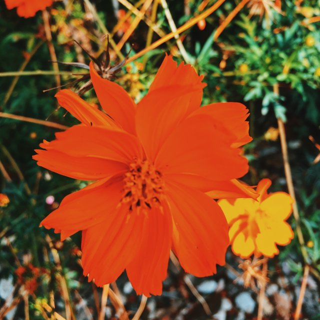 FLOWERS