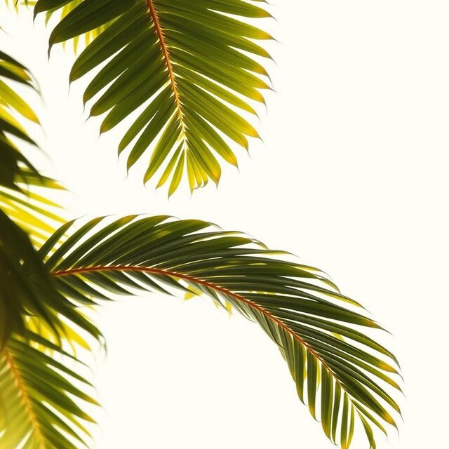 The Language of Leaves