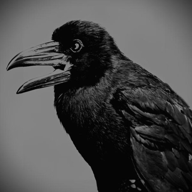 Odins Raven