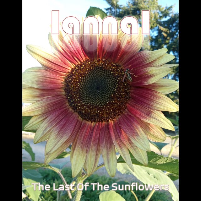 The Last of the Sunflowers