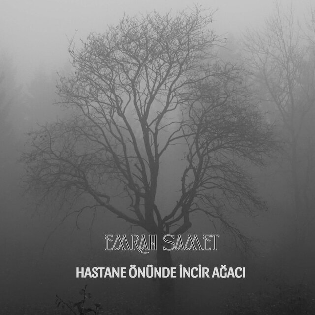 Hastane Önünde İncir Ağacı