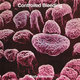 Cover art for album Body Samples by Controlled Bleeding
