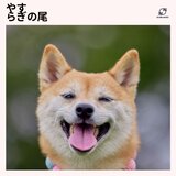 わんこの夢