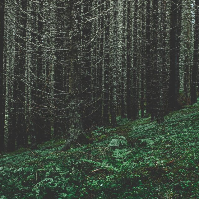 Cover art for album  by Mikael Lind