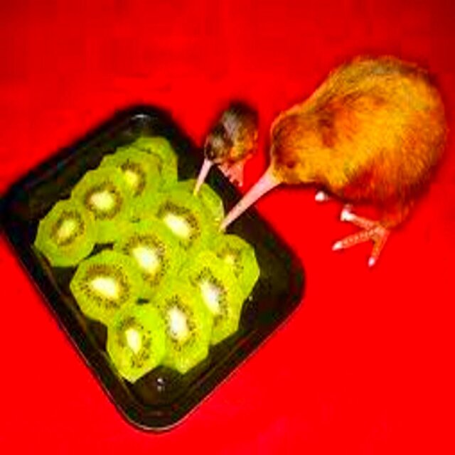 kiwi