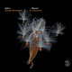 Cover art for album Mozart: En harmonie by Zefiro, Alfredo Bernardini
