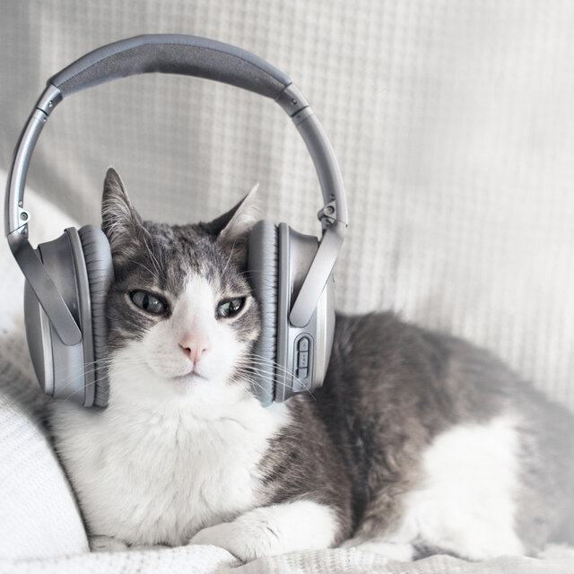Ambient Music Bonding Journeys: Elevate Cat Connections