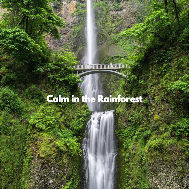 Calm in the Rainforest