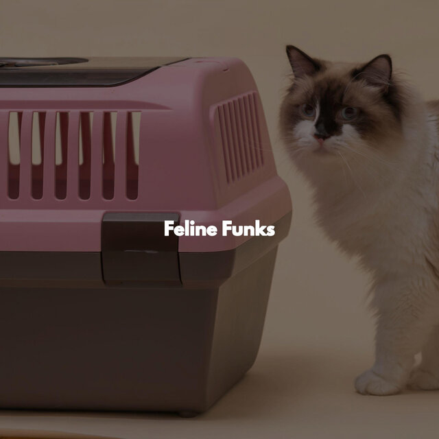 Feline Funks