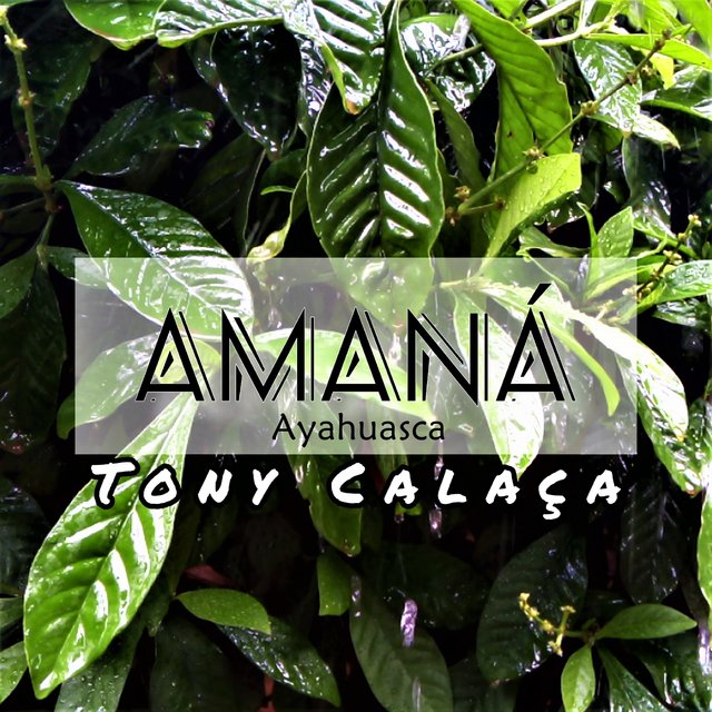 Amaná ( Ayahuasca )