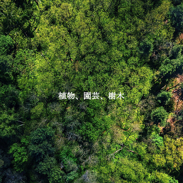 植物、園芸、樹木