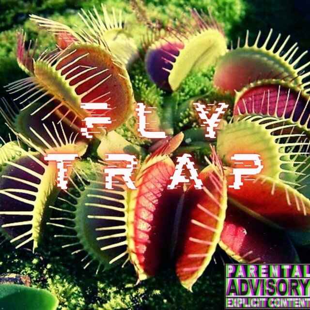 FLY TRAP