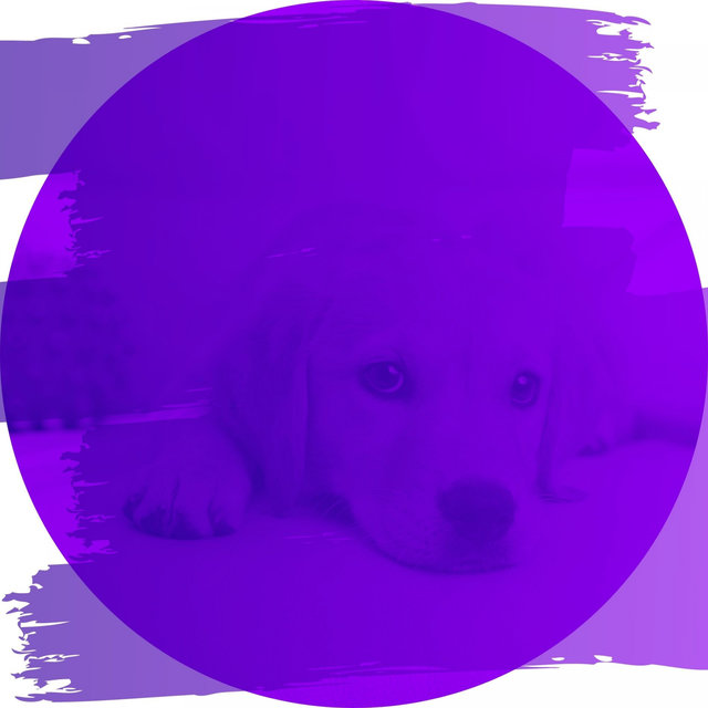 Guitar Music - Background for Doggy Naptime