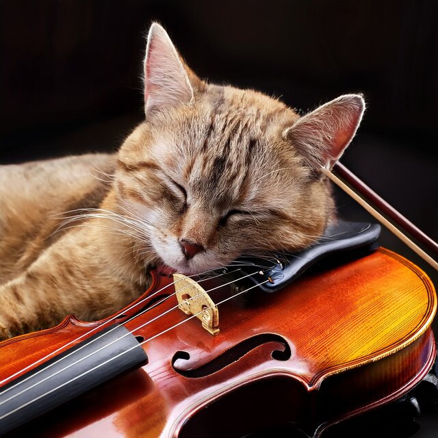 Orchestra Of The Gentle Paws: A Melody For Cats