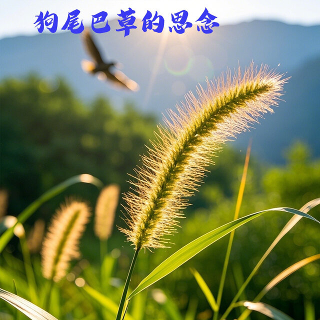 狗尾巴草的思念